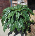 Nearly Natural 6051S2 Boston Fern Houseplant - Green (4 Piece)