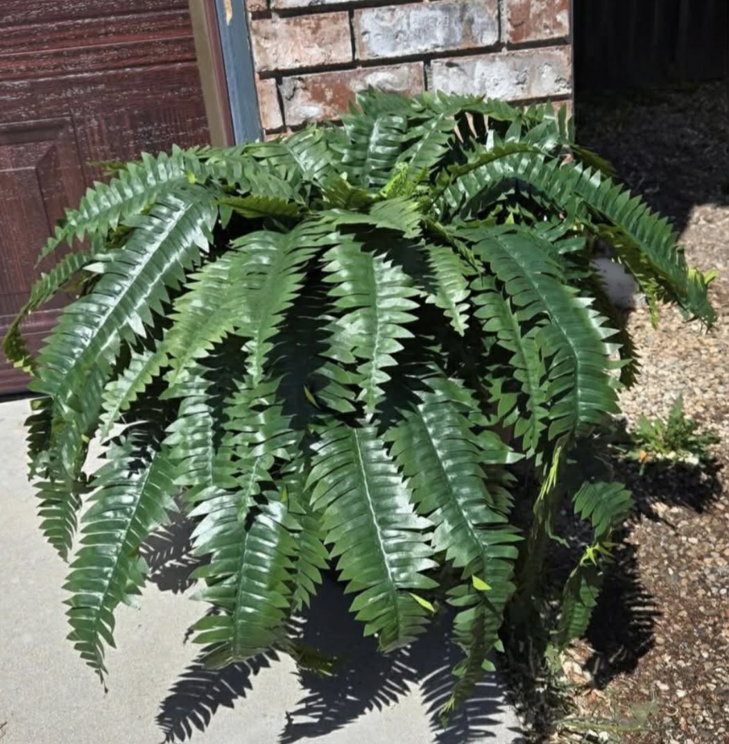 Nearly Natural 6051S2 Boston Fern Houseplant - Green (2 Piece)